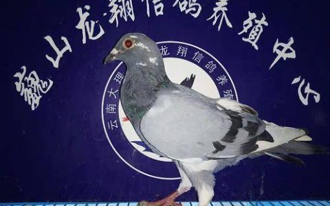 云南翔信通信服务：助力云南通信行业发展