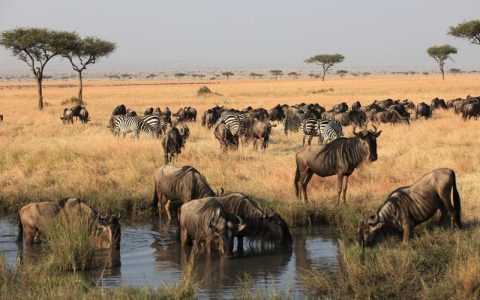 肯尼亚手机卡办理攻略：畅游非洲草原，随时随地保持联络