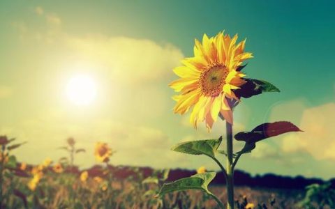 情感求助热线：黑暗中的温暖光芒