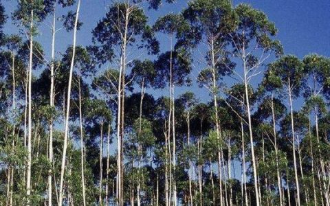 什么树生长速度最快？